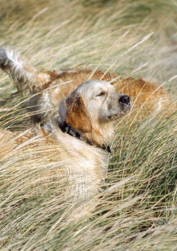 Helen Campbell Homeopathy Foundation SCIO Dog Edinburgh Homeopathy