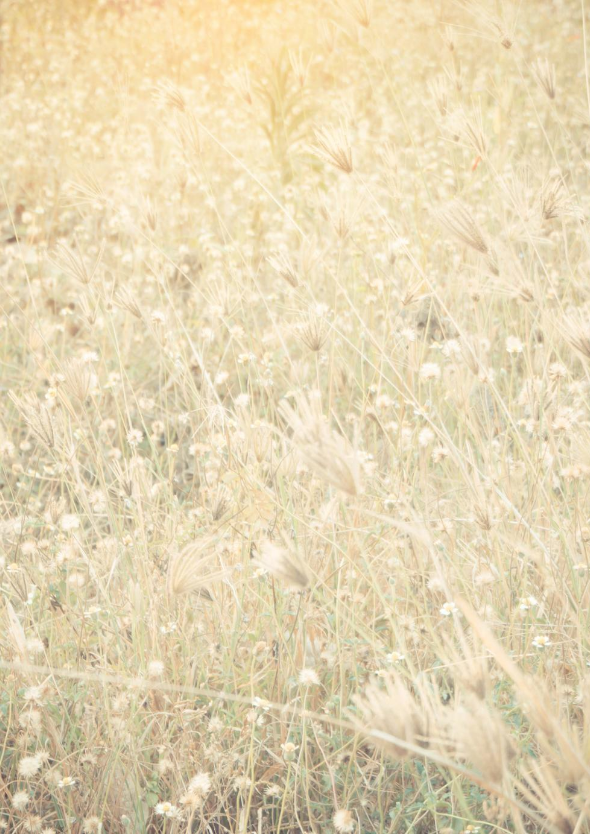 Helen Campbell Homeopathy Foundation SCIO Plant Healing Field