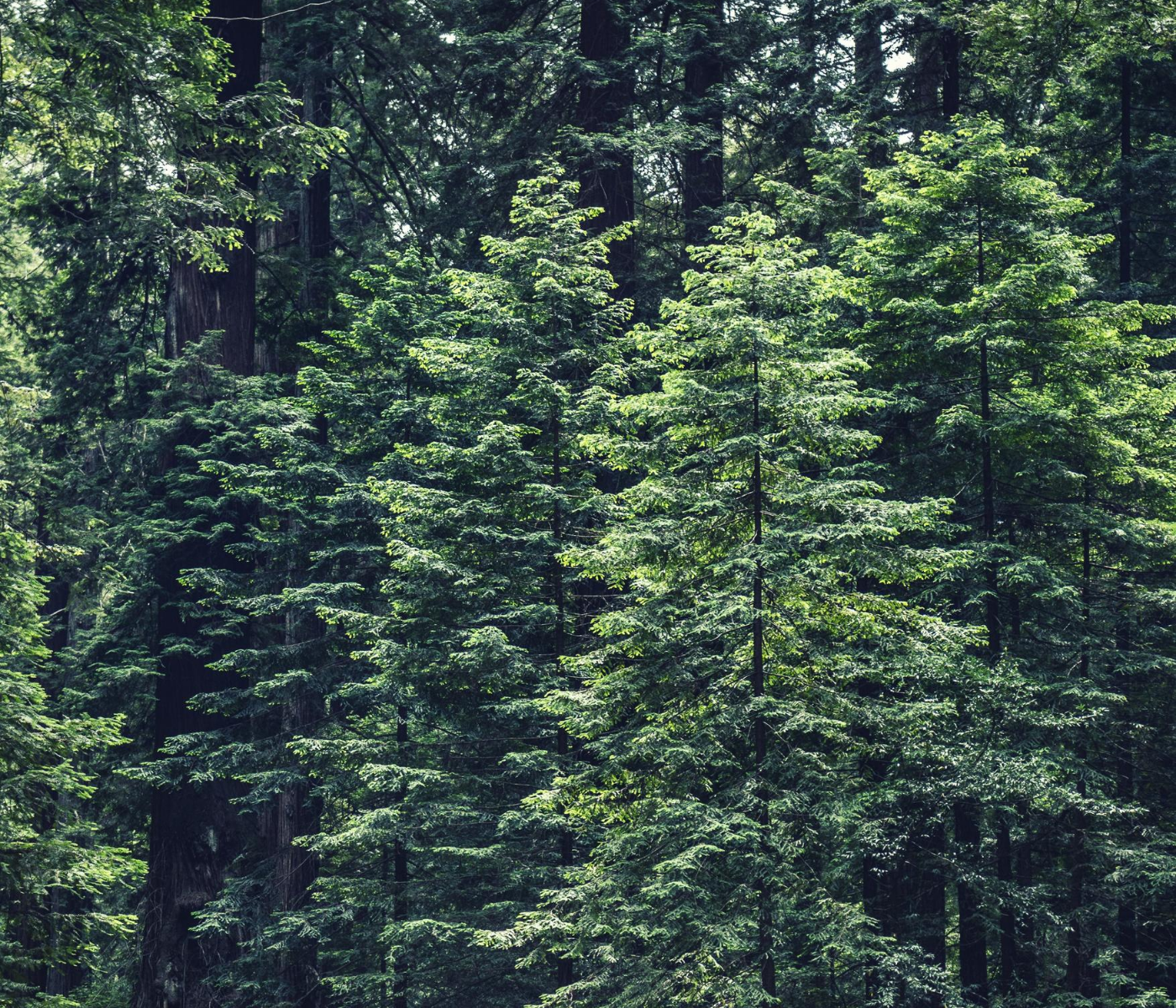 Helen Campbell Homeopathy Foundation SCIO Trees and Plants Remedy