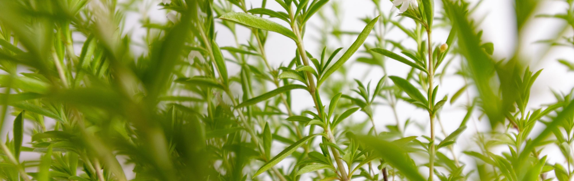Helen Campbell Homeopathy Foundation SCIO Plants