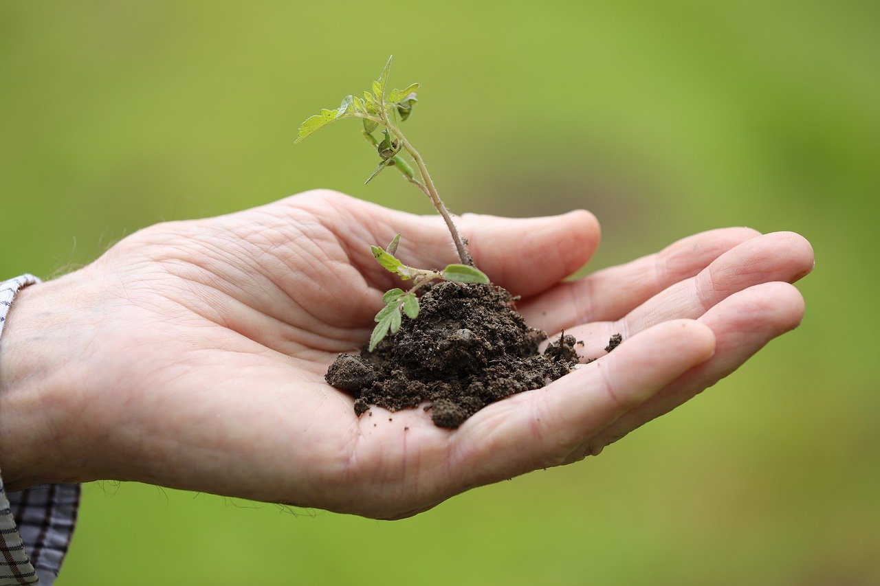Homeopathy, plant in a hand