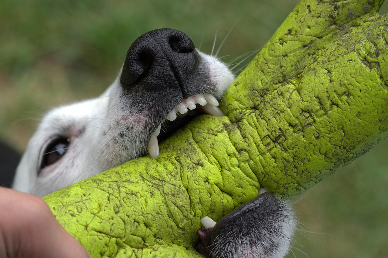 Dog biting