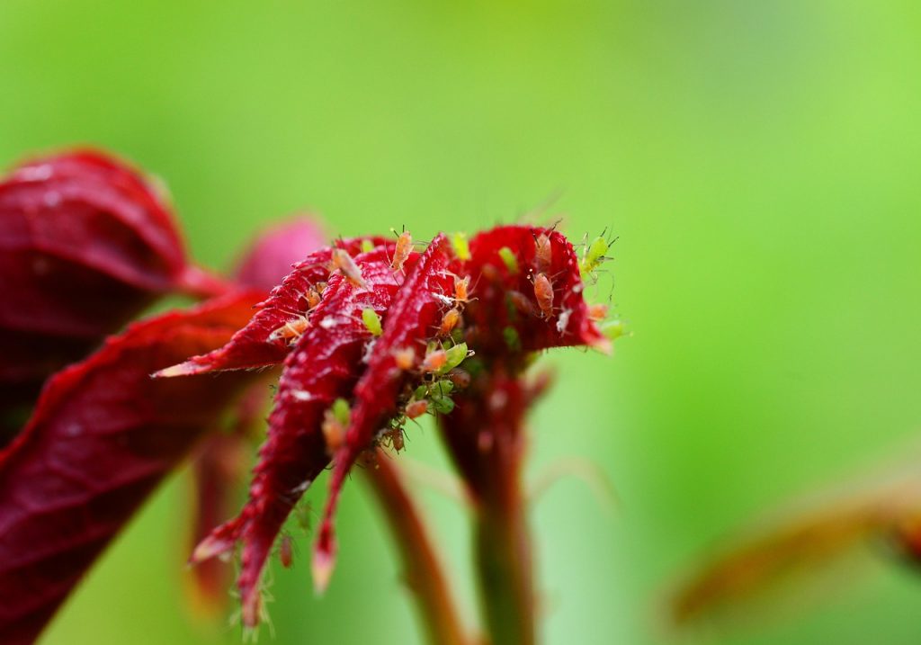 Greenfly