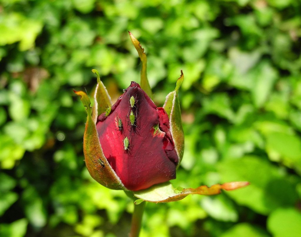 Rose with greenfly