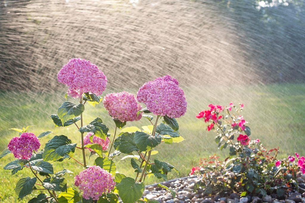 Spraying and caring for flowers