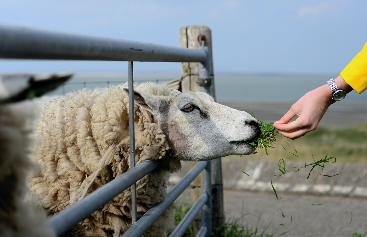 Caring for animlas