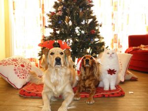 Protecting Pets from Festive Foods