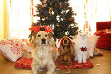 Protecting Pets from Festive Foods