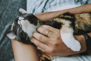 A health, happy cat.