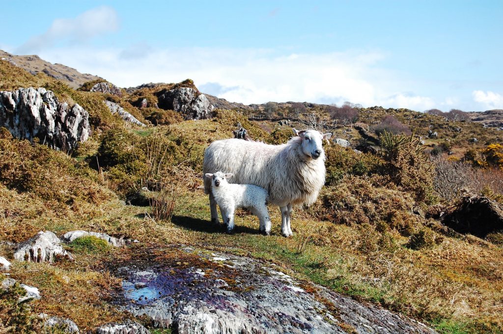 A happy lamb and its mother