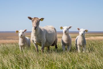 Homeopathy for Lambing