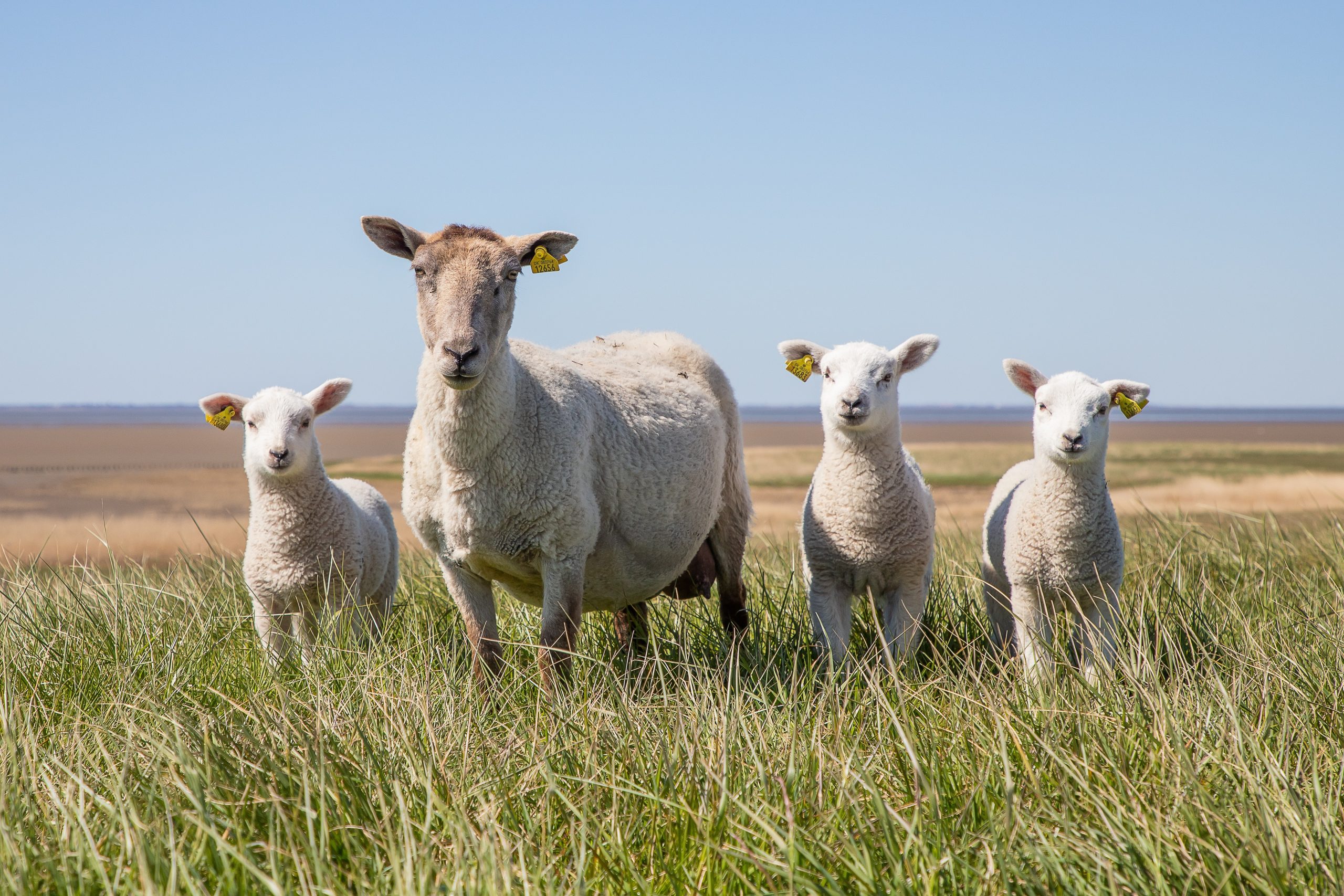 Homeopathy for Lambing