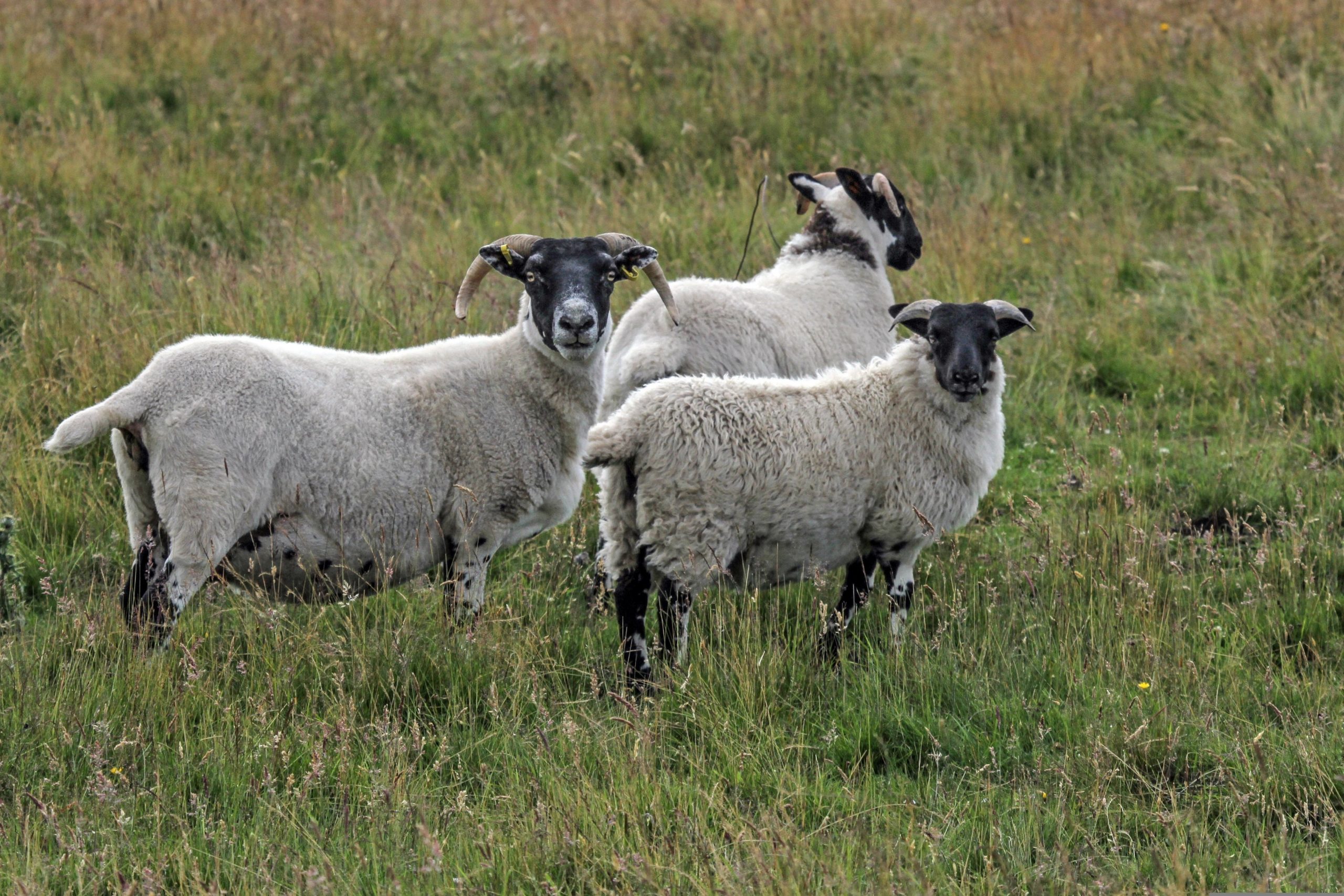 Sheep on the hills