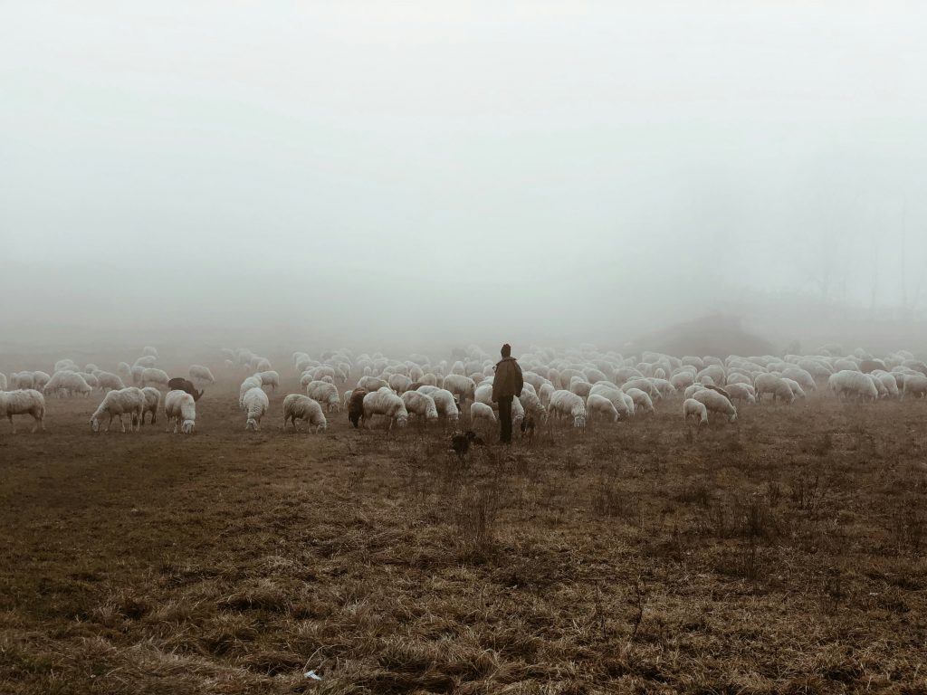 A shepherd and a flock of sheep in the mist.