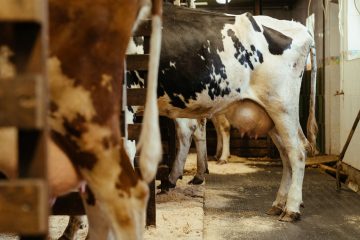 Cows going into their stalls in a milking parlour