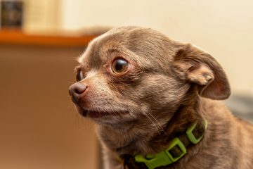 small brown dog with a green collar, looking nervous