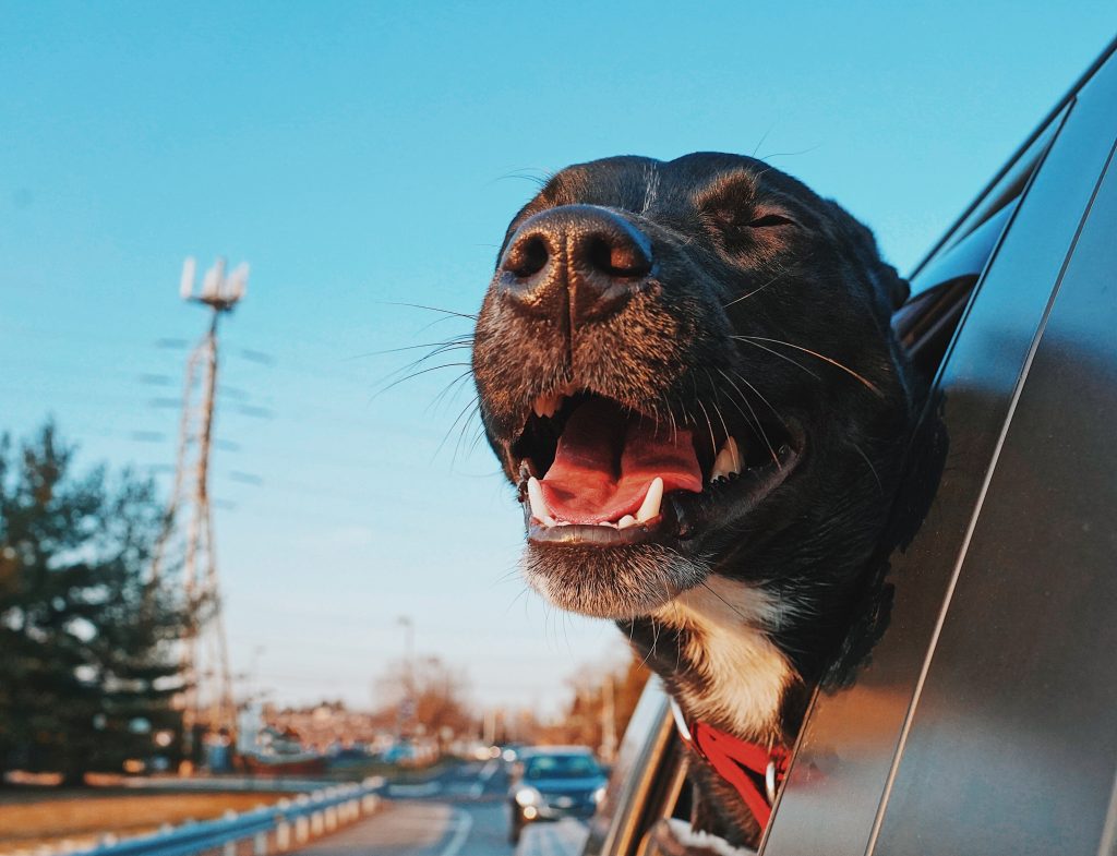 A happy dog, black with a white streak on its chest with its head out of a moving car window.