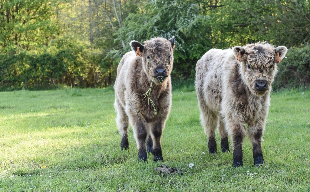 Two small highland cattle calves in a green field