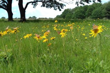 Arnica montana flowering in a meadow, with a painted lady butterfly