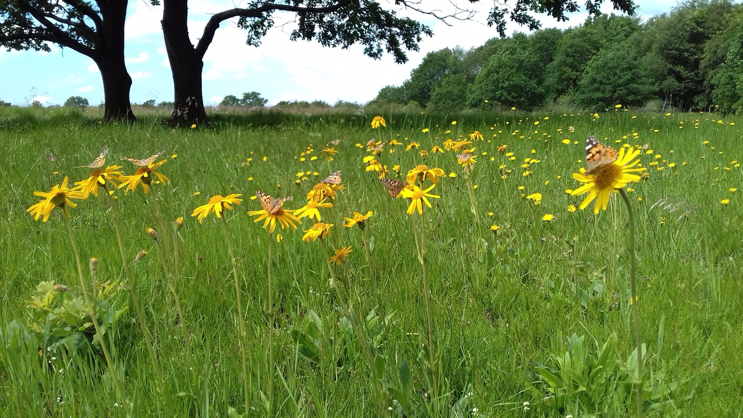 Arnica montana flowering in a meadow, with a painted lady butterfly