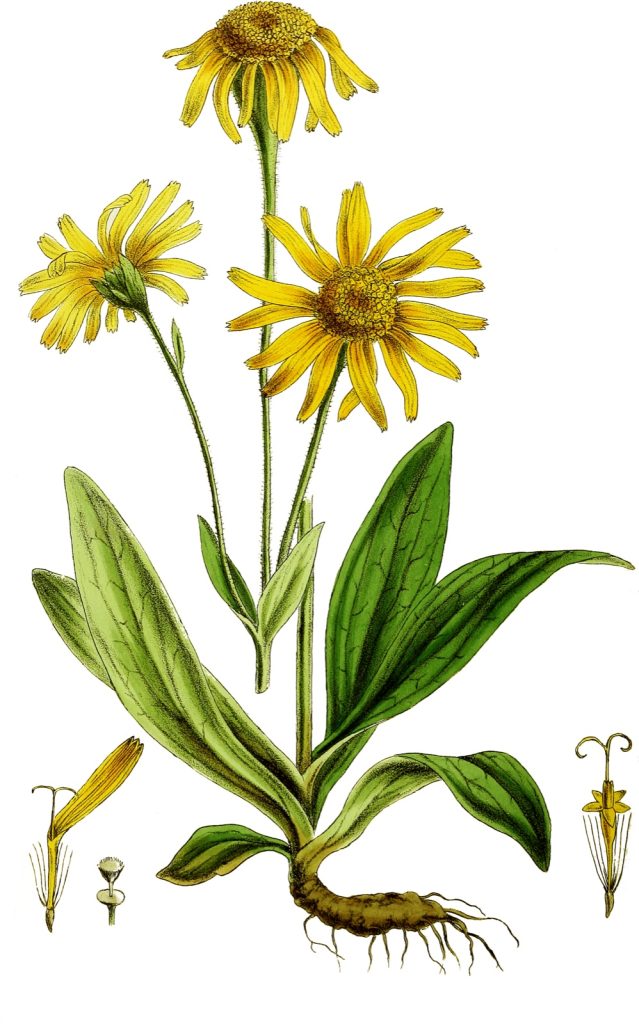 Botanical illustration of homeopathic Arnica montana from Flora Homoeopathica