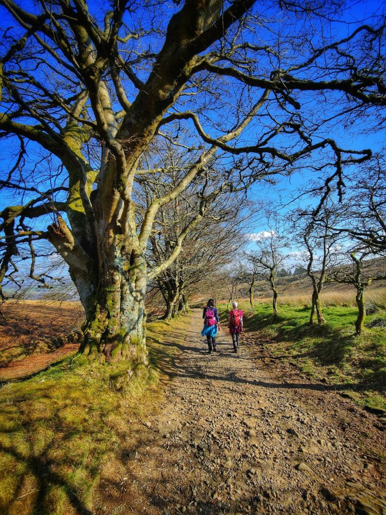 Two walkers on a tree-lined hill track in spring sunshine