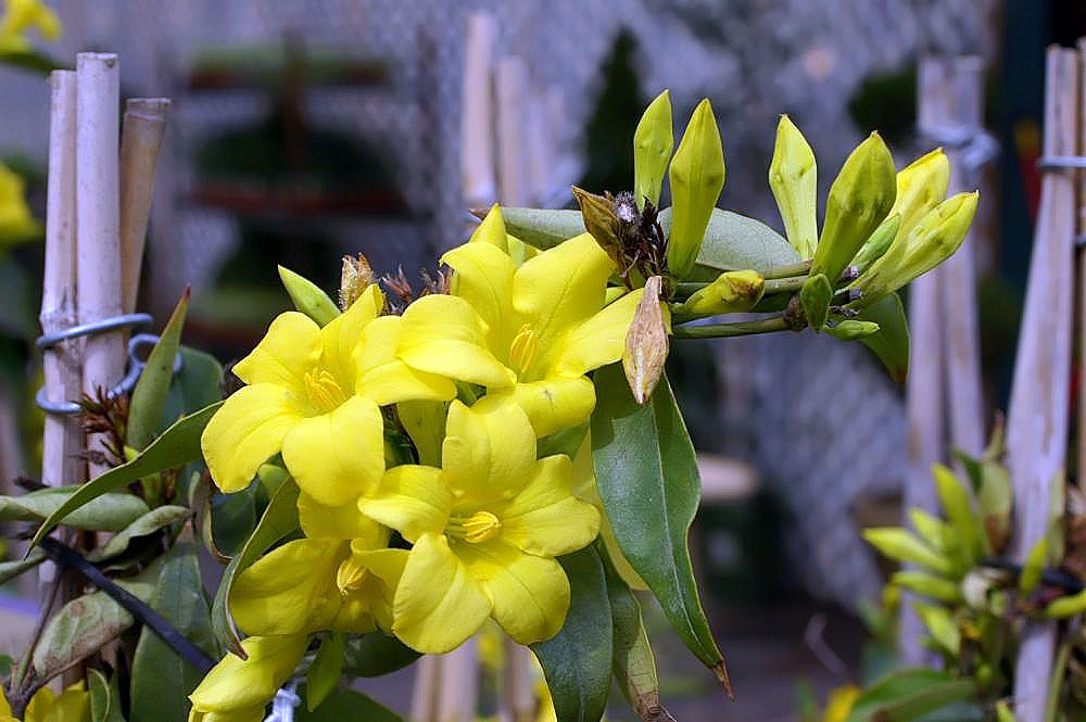 Yellow trumpet flowers and buds of Gelsemium sempervirens on a climbing stem