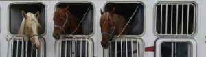 Three horses looking out of the windows of a horse trailer, homeopathy for horses