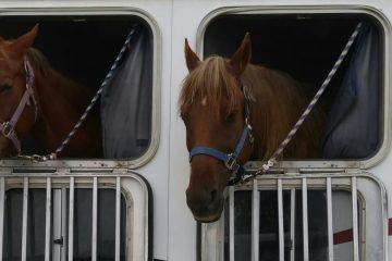 Three horses looking out of the windows of a horse trailer, homeopathy for horses
