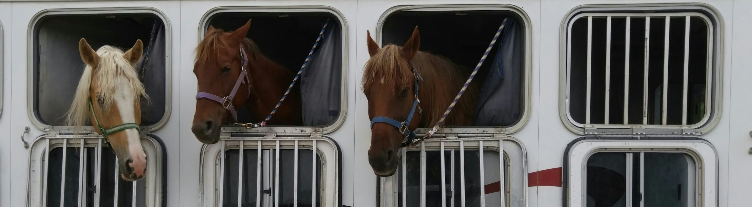 Three horses looking out of the windows of a horse trailer, homeopathy for horses