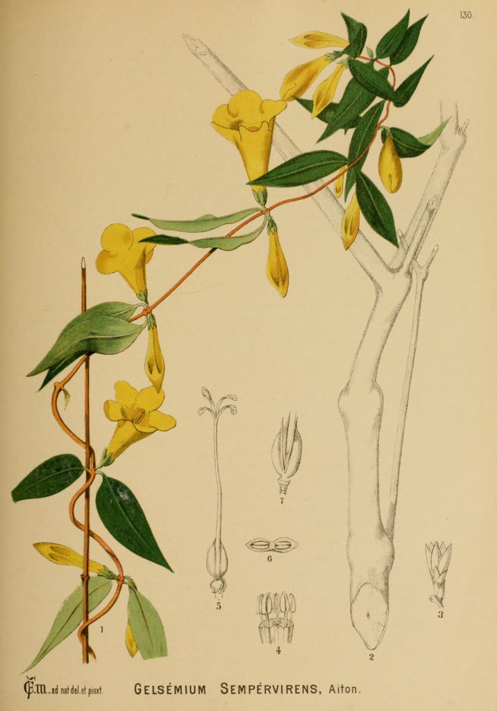Botanical illustration of yellow jessamine, Gelsemium sempervirens