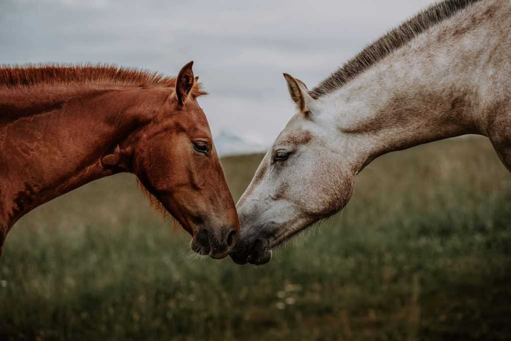 Chestnut and grey horses touching noses in a field