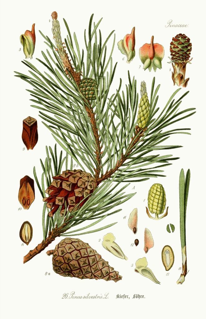 Botanical illustration of Scots pine (Pinus sylvestris) showing needles, cones and seeds