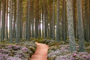 A path through heather in a Scots pine forest in the Scottish Highlands
