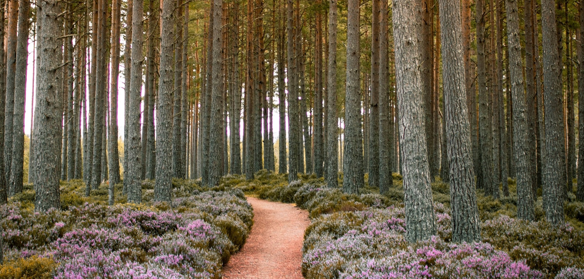 A path through heather in a Scots pine forest in the Scottish Highlands