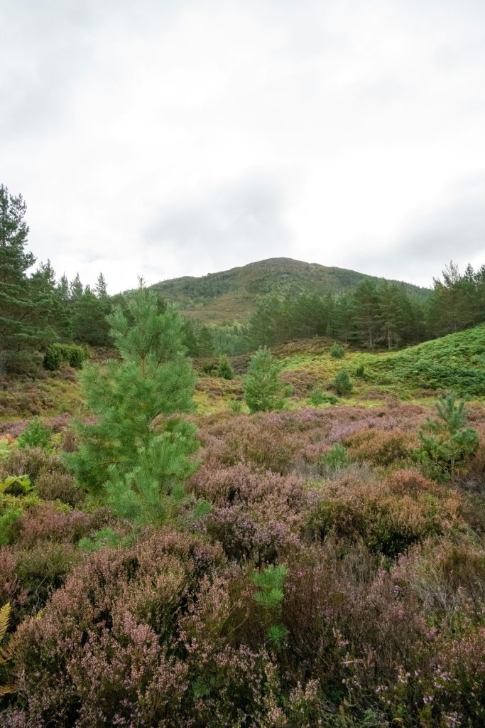 Young Scots pine trees growing on a heather hillside below older pinewood