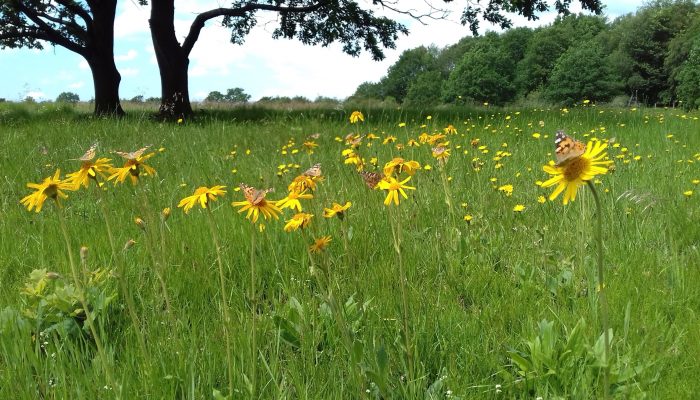 Arnica montana flowering in a meadow, with a painted lady butterfly
