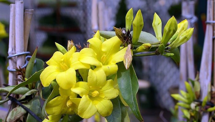 Yellow trumpet flowers and buds of Gelsemium sempervirens on a climbing stem