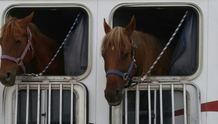 Three horses looking out of the windows of a horse trailer, homeopathy for horses