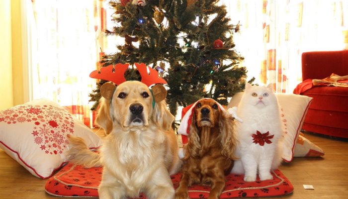 Protecting Pets from Festive Foods