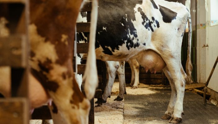 Cows going into their stalls in a milking parlour