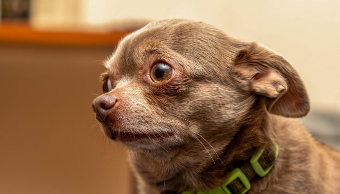 small brown dog with a green collar, looking nervous