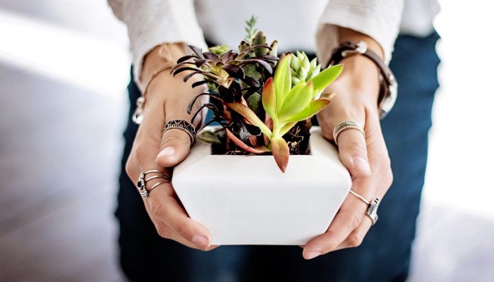 Plant Care
