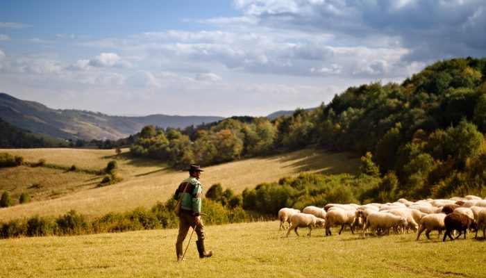 Shepherd in the hills