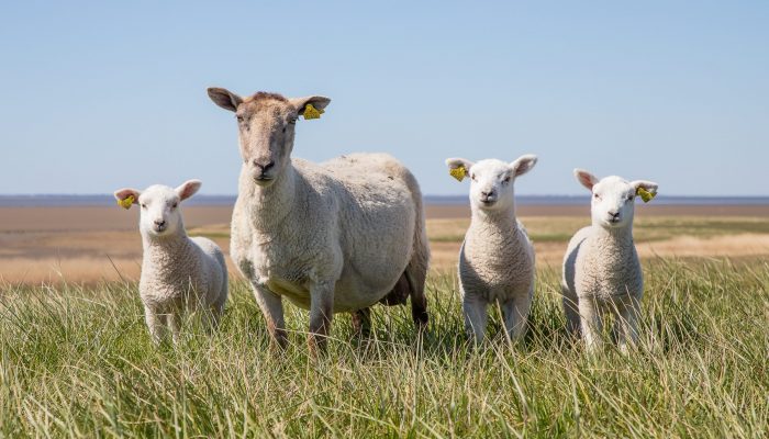 Homeopathy for Lambing
